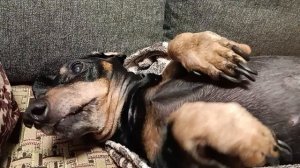 Наш Стасик передает вам всем привет 🐕 Любимая собака