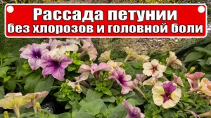Рассада петунии без хлорозов и головной боли