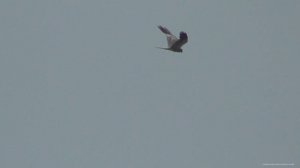 Выезд на природу. Хищные птицы