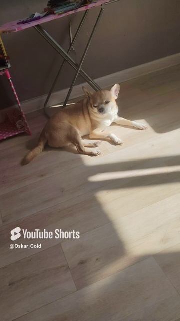 Оскар греется на солнышке ☀️ смотреть онлайн