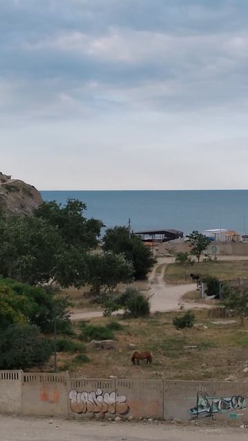 Под окном отеля стоит лошадь в Судаке на Чёрном море смотреть онлайн