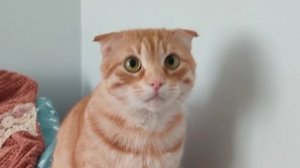 как сделать пчелку😁