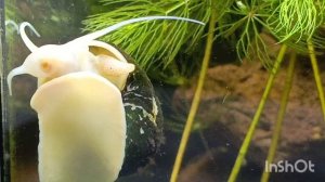 Обзор аквариума с петушком Валерой 🐠 Как всё устроено 
ОБЗОРЧИК😊❤