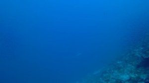 дайвинг на Мальдивах, акула