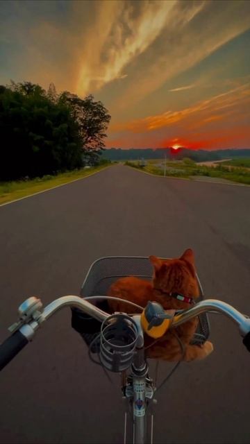 Смешные коты #108-6