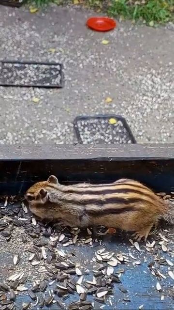 рубрика , архивные видео про зверят