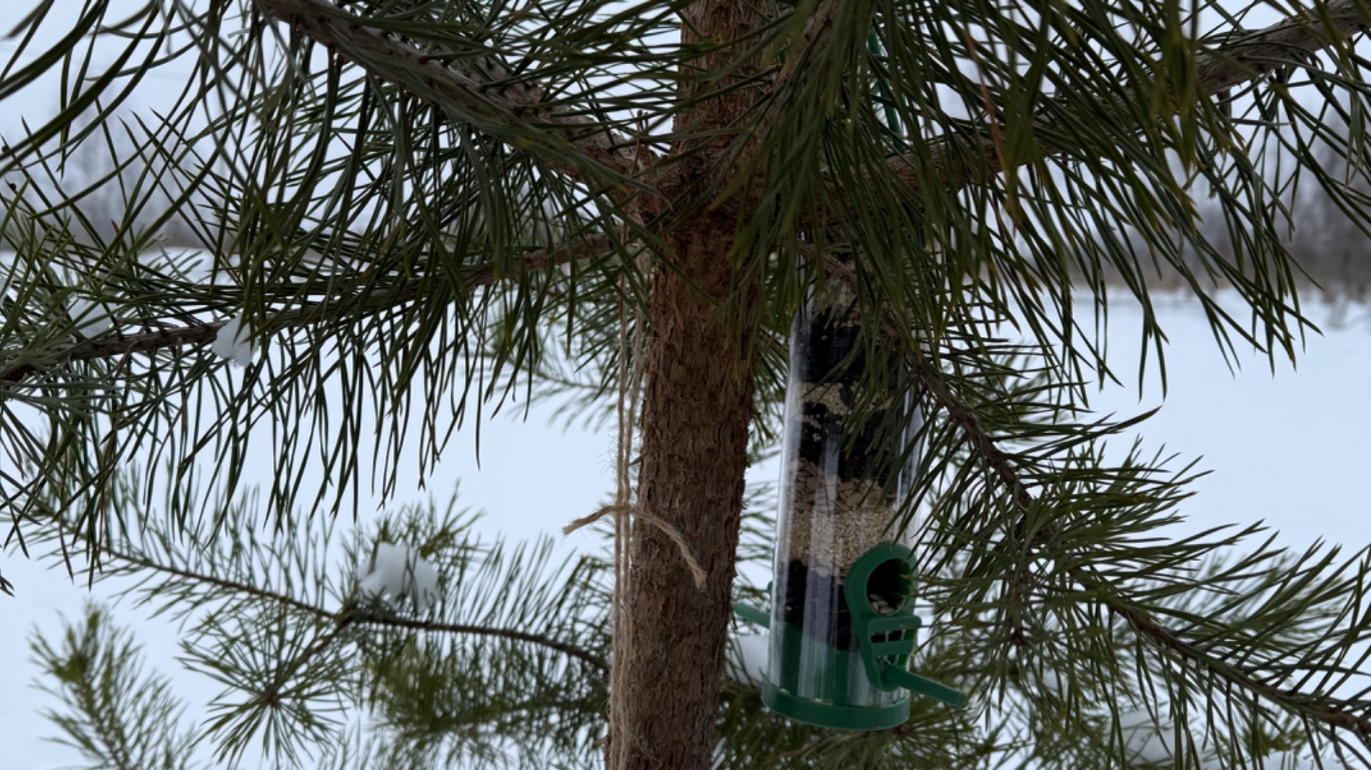 Приехала на участок , февраль 2026. Повесила кормушку , снег почистила. смотреть онлайн