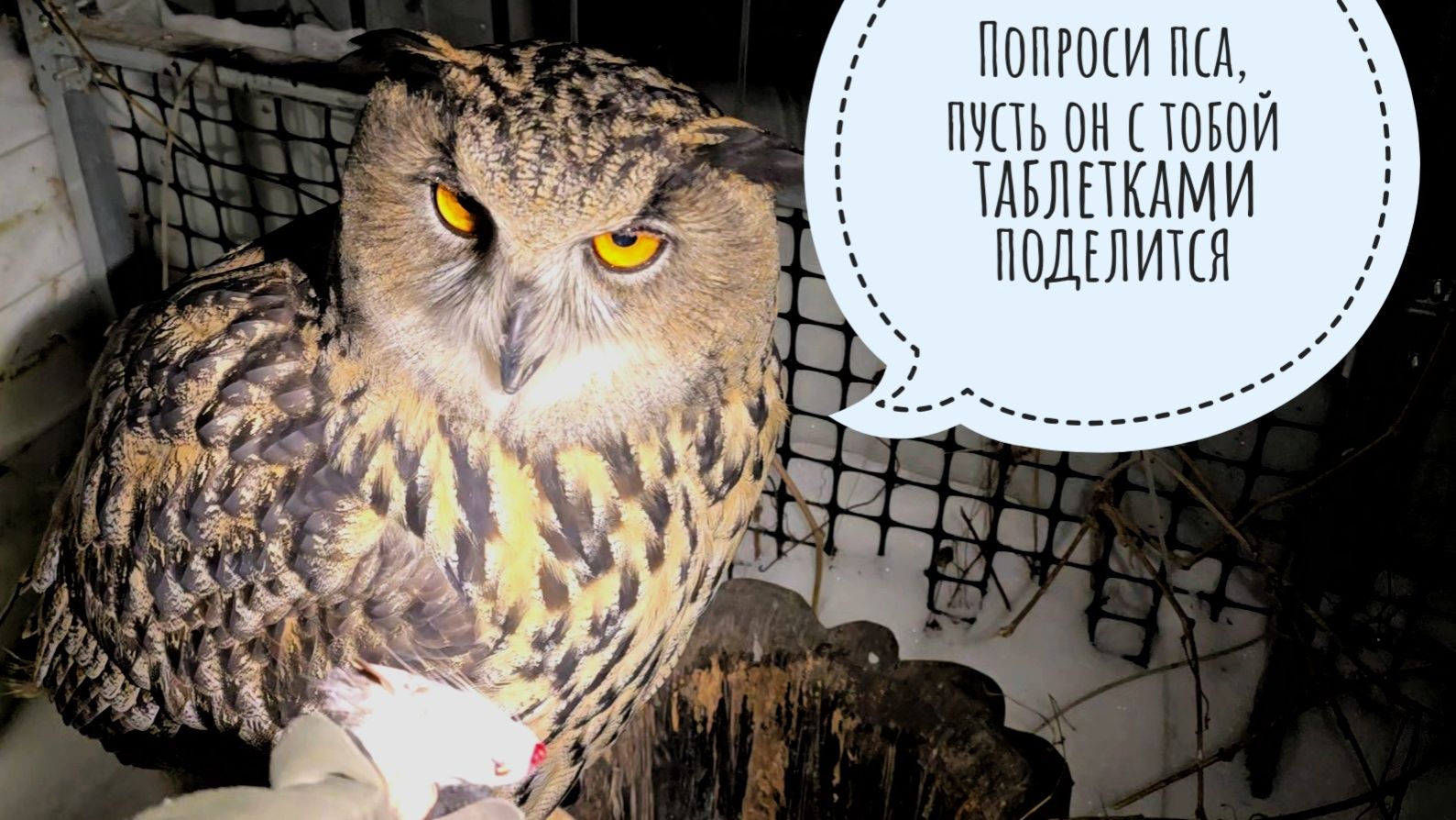 Кошка Морошка помогает кормить сов. Артём добрался до снега на крышах! смотреть онлайн