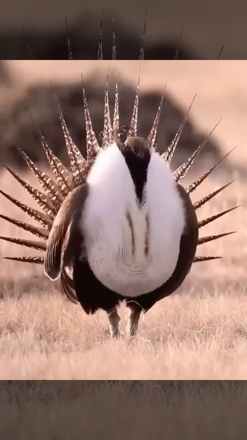 В семействе фазановых много ярких птиц, но шалфейный тетерев — особенный. 🦚