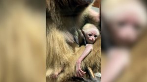 В Ленинградском зоопарке родился детеныш белоруких гиббонов: видео