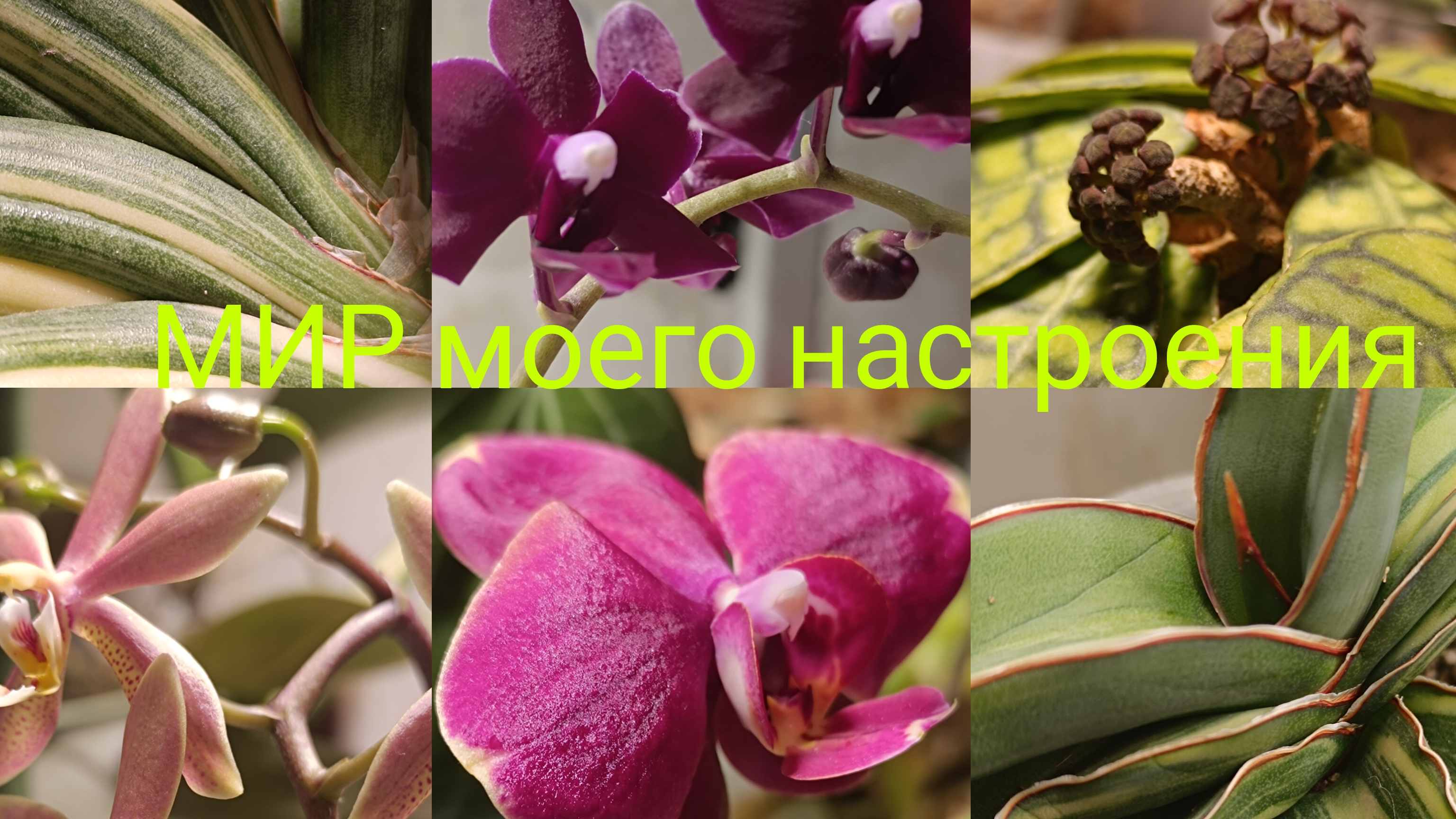 07.02.26 Выходные с растениями,любуюсь цветами орхидей. смотреть онлайн