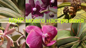 07.02.26 Выходные с растениями,любуюсь цветами орхидей.
