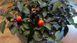 Декоративный острый перец, сорт - Черная оливка. Версия с оранжевыми плодами.