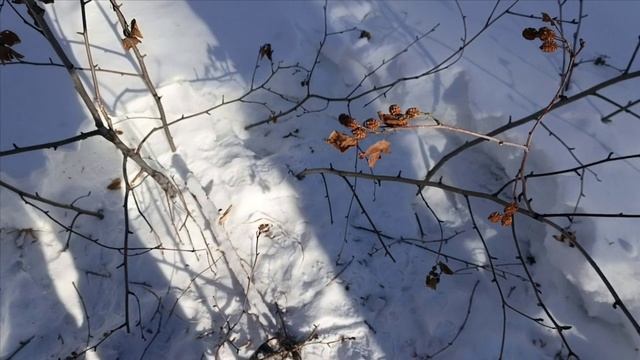 Проверка капканов часть 〽️ 21,волк порвал соболя.