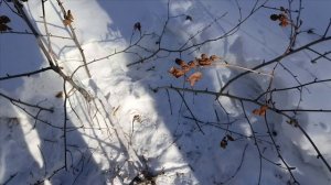 Проверка капканов часть 〽️ 21,волк порвал соболя.