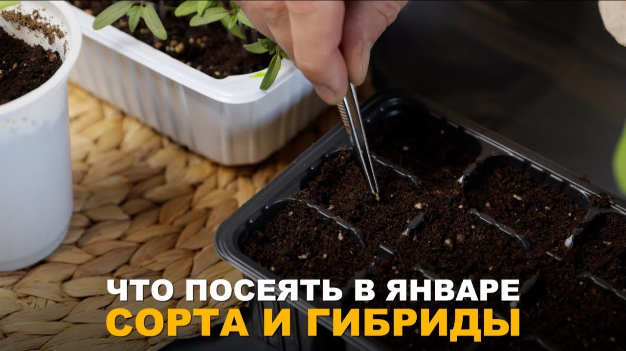 ЧТО УЖЕ СТОИТ ПОСЕЯТЬ. Посев растений в январе и другие подготовительные работы к новому сезону.