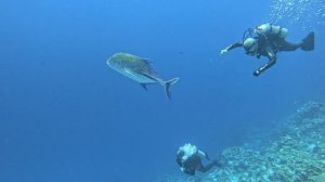 Синепёрый каранкс дайвинг в Египте Шарм эль шейх