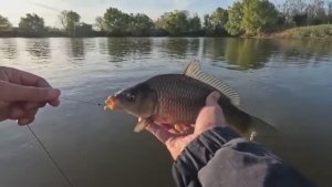 Карп на чесночный белый pop-up, ловля на флэт-фидер