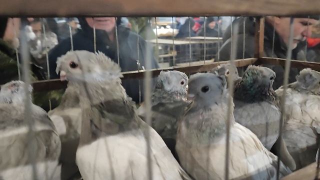 7.02.2025г Ярмарка ст.Бронницы ч.3 смотреть онлайн