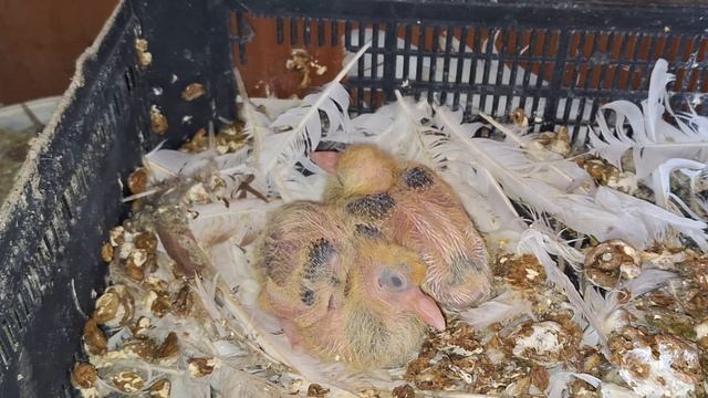 1000108195.mp4Голуби зимуют на даче. смотреть онлайн