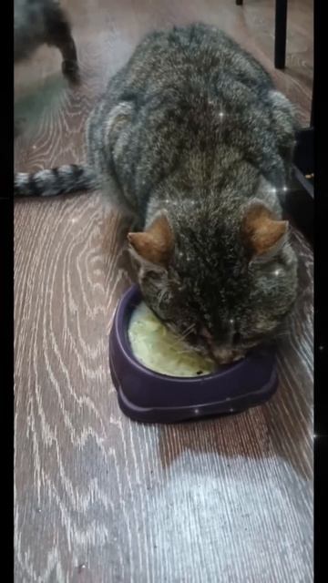 Это теперь наш  Захар🐈