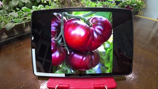 Обзор семян коллекционных томатов. Часть 3 смотреть онлайн