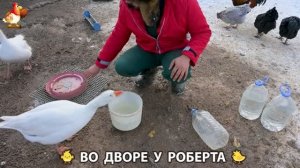 Содержание кур в домашних условиях и других птиц во дворе у Роберта 🐣🐤🦆🐔🪿🦃 (411)