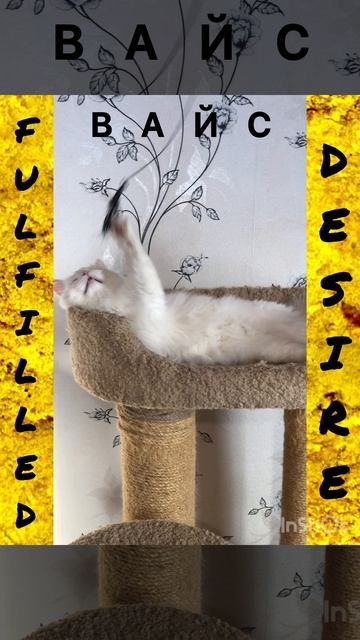 Сибирские котята от питомника Fulfilled Desire