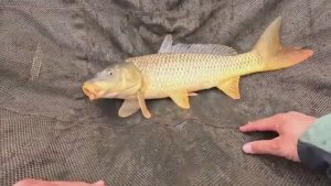 Сазан зимой на флэт фидер, хорошая рыбалка и много поклёвок