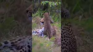 Мама животных🤩🥰🥰🥰🤩