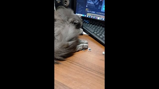 Кошка подбирает транзисторы для очередной самоделки.