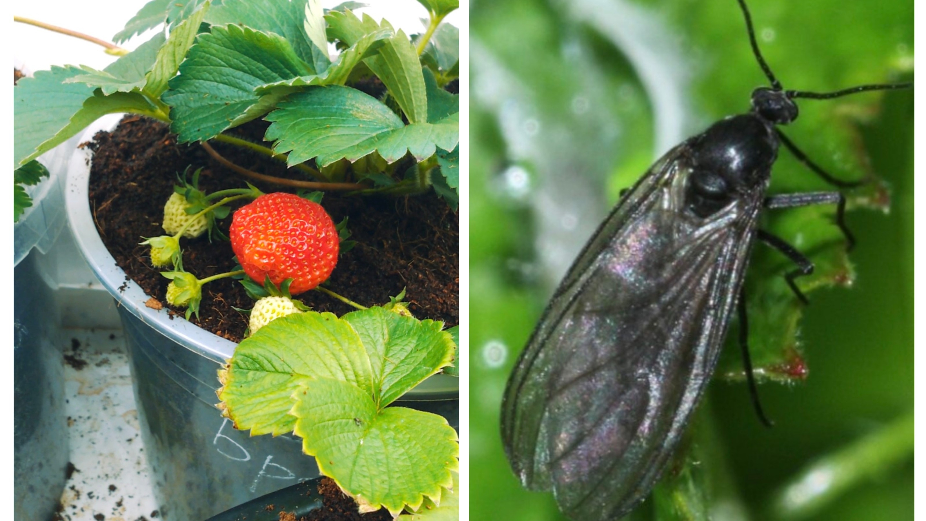 СЦИАРИДЫ ГРИБНОЙ КОМАРИК