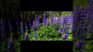 ДУШЕВНАЯ ИСТОРИЯ 6-я