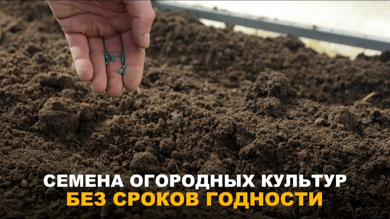 СТАРЫЕ СЕМЕНА, НОВЫЕ ВОЗМОЖНОСТИ. Советы по оживлению усталых семян.