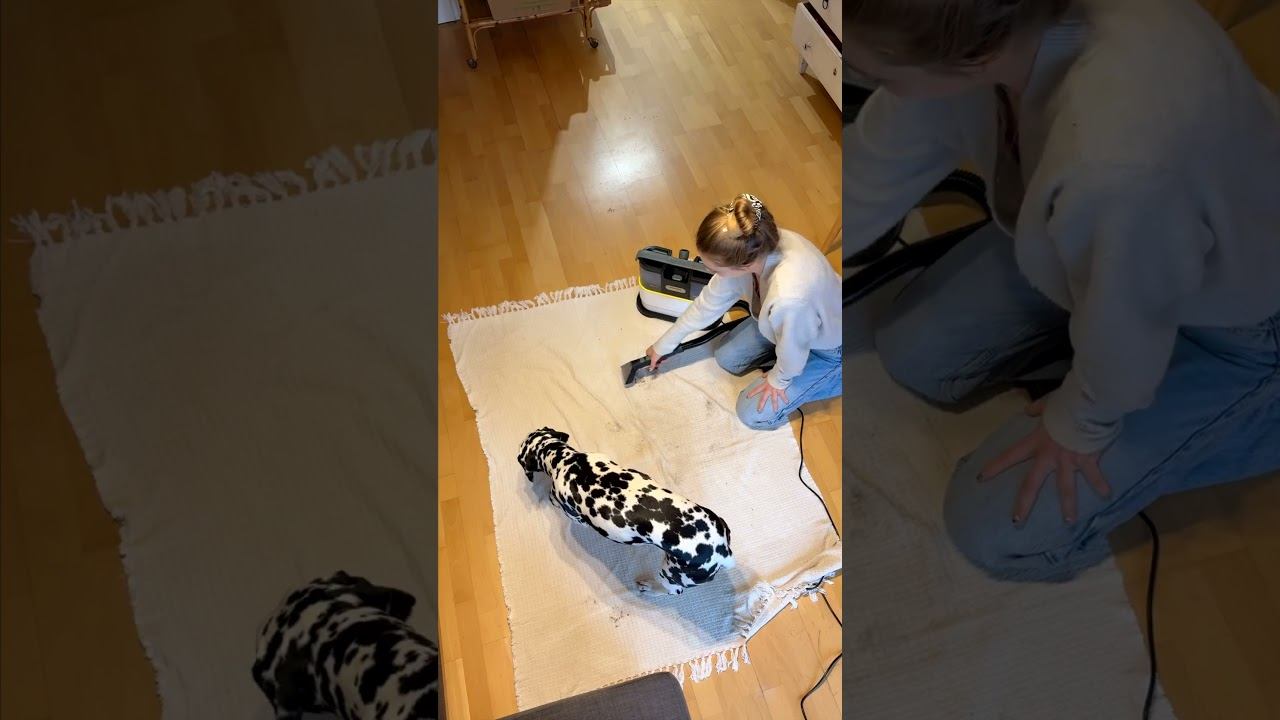 Прогулка делает его счастливым, а Kärcher оставляет дом чистым. смотреть онлайн