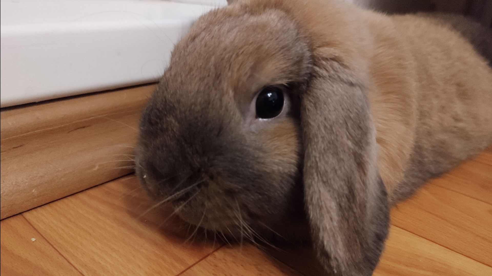 Как мой кролик живет в обычной КВАРТИРЕ. Советы по обустройсту жилища кролика. смотреть онлайн