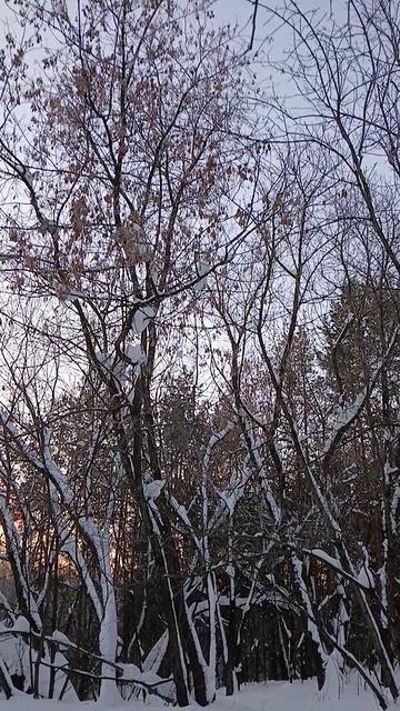 ФЕВРАЛЬ СВЕТИЛСЯ И МОЛЧАЛ...