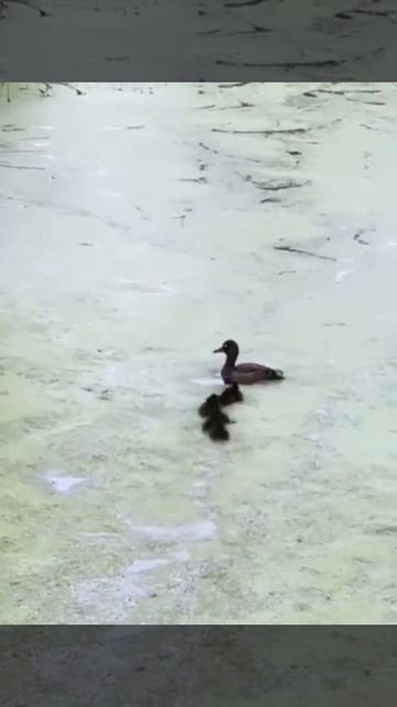 Первые уроки утят ❤