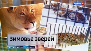 ГТРК СЛАВИЯ Как львы и тигры в Окуловке переносят морозы 06.02.26