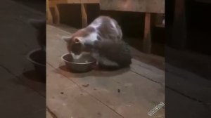 В нашем доме поселился замечательный сосед)