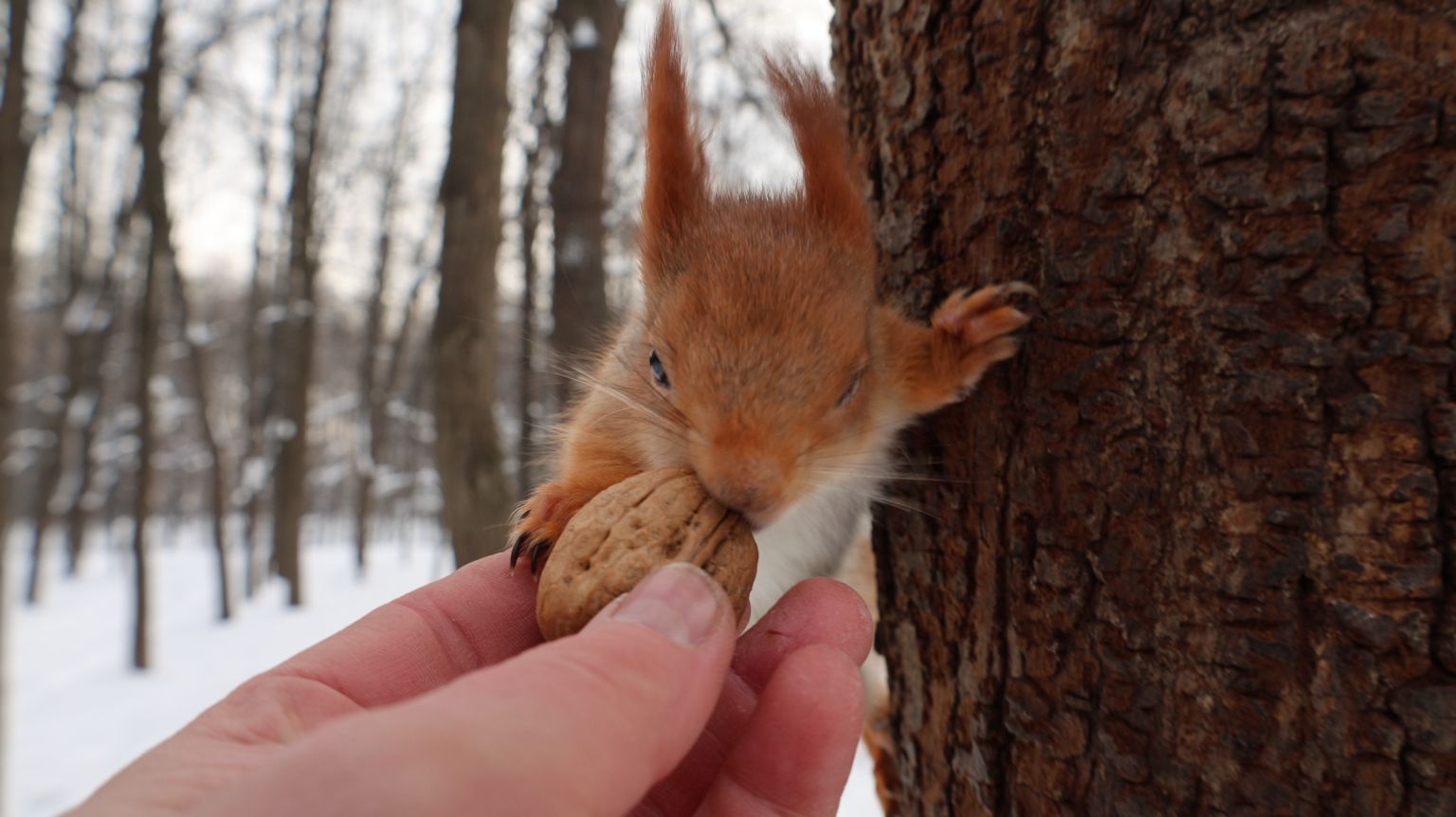 Белка с глазиком. Зарисовка