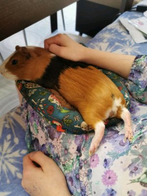 милый бублик