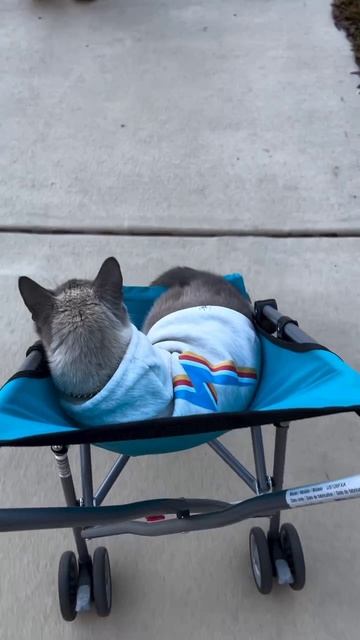 кот в коляске