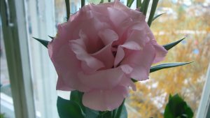 2198. Посев эустом, опыт знатока. ВПЛ.