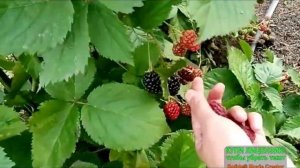 сбор разных ягод