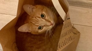 добрый вечер