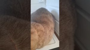 Мурлыкать 🤣🐶😻