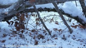 🌨️🌬 Без палатки, без спального мешка −15°C: как выжить зимой в снежную бурю! 🔥 в экстрем условиях