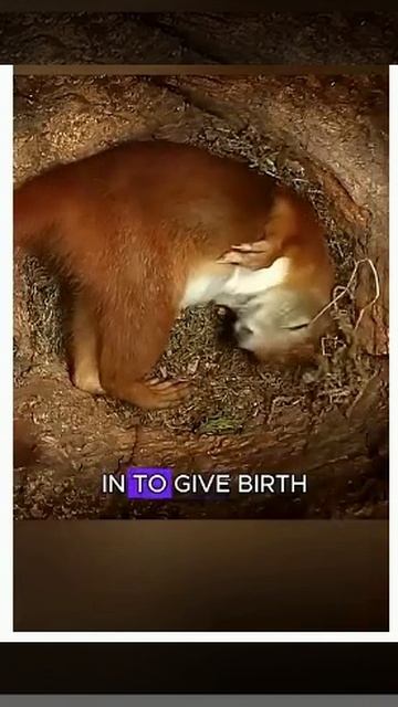 Рождение бельчонка