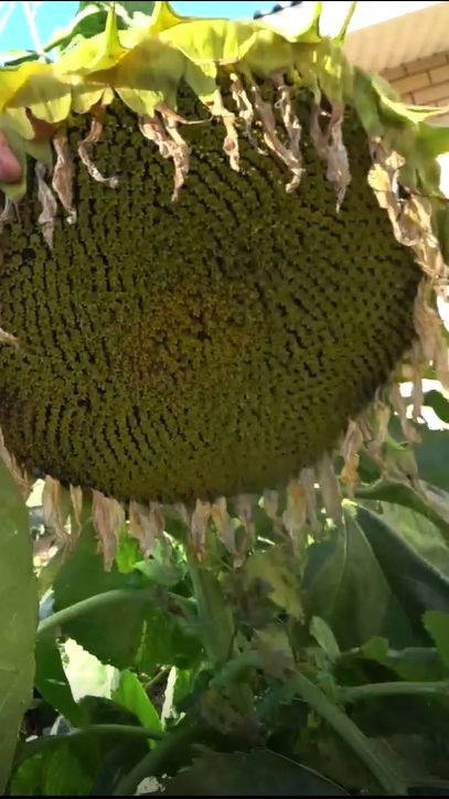 Подсолнухи убрали раньше срока